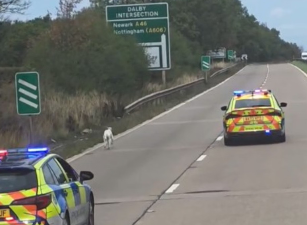 Un șofer de TIR român a blocat autostrada din Anglia pentru a salva un câine. Laurențiu a fost ajutat de mai multe echipaje de poliție