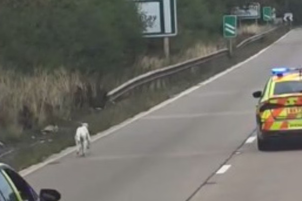 Un șofer de TIR român a blocat autostrada din Anglia pentru a salva un câine. Laurențiu a fost ajutat de mai multe echipaje de poliție