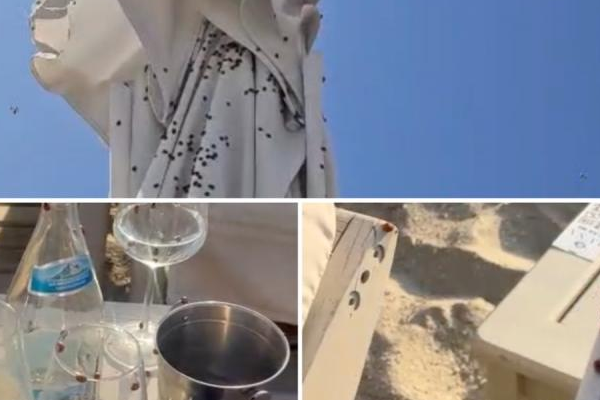 Apocalipsa gărgărițelor a ajuns în Marea Britanie. Toate orașele sunt invadate, pe plajă nu se poate sta, un meci de cricket a fost suspendat
