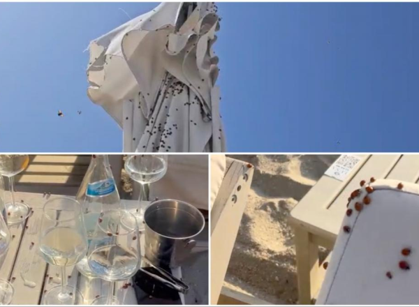 Apocalipsa gărgărițelor a ajuns în Marea Britanie. Toate orașele sunt invadate, pe plajă nu se poate sta, un meci de cricket a fost suspendat