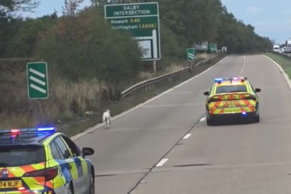 Un șofer de TIR român a blocat autostrada din Anglia pentru a salva un câine. Laurențiu a fost ajutat de mai multe echipaje de poliție