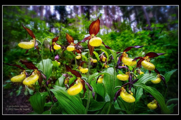Orhideele României la Royal Horticultural Society Orchid Show și ICR Londra