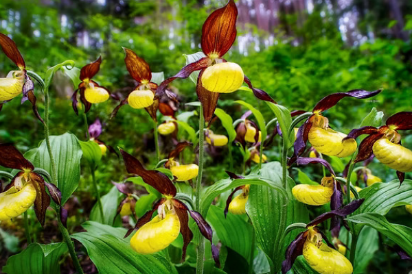 Orhideele României la Royal Horticultural Society Orchid Show și ICR Londra