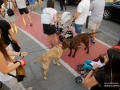 Galerii foto - 2018 - Evenimente diverse 2018 - Protestul diasporei cluj napoca 10 august 2018