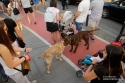 Galerii foto - 2018 - Evenimente diverse 2018 - Protestul diasporei cluj napoca 10 august 2018